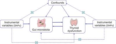 Complex relationship between gut microbiota and thyroid dysfunction: a bidirectional two-sample Mendelian randomization study